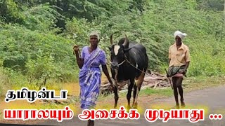 65 வயது ஐயாவும் அம்மாவும் || சாலையில் காளையுடன்