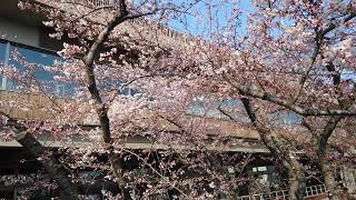 能代市役所内の桜もうすぐ