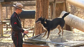 K9 Ruby and Trooper O'Neil - the real-life story behind "Rescued by Ruby" on Netflix