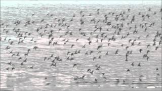 Dunlin flock in flight at Northpoint, Olympia