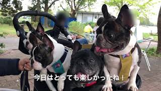 I took a walk with my dog in the different park. に行ったよ！ フレンチブルドッグ 【 french bulldog 】