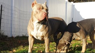 The BIG Dog Yard: American Bully Breed