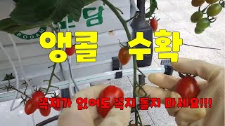 영농일지 #12 방울토마토수확