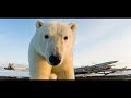 polar bear ursus maritimus