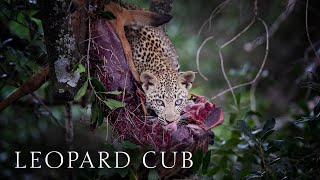 Young Leopard eats an Impala up in a tree, Kenya Safari footage