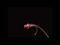 Pinguicula laueana flower time-lapse