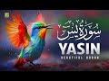 Surah Yaseen ( Yaseen ) Full | سورۃ یس 🕌✨🕌🧡    Surah Yaseen Full | تلاوۃ رائعتہ | Beautiful Quran 🕌