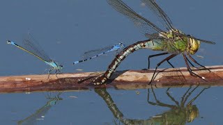 Kleinlibellen stören eine Grosse Königslibelle / Damselflies disturb an emperor dragonfly