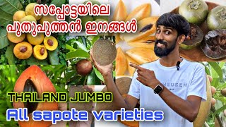 സപ്പോട്ടയിലെ പുതുപുത്തൻ ഇനങ്ങൾ | THAILAND JUMBO | All sapote varieties 🌲 🌳