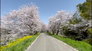 桜や花が綺麗な荒川サイクリングロード　２０２１年３月３１日