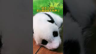 大熊猫妹猪牛叫 ，这才一百天，怎么就变成牛叫声了#大熊猫妹猪 #被你萌化了 #大熊猫 #来这吸熊猫