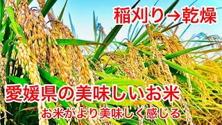 【稲刈り】１０月中旬！ようやく稲刈りが終わりました！愛媛県の愛あるお米です♪