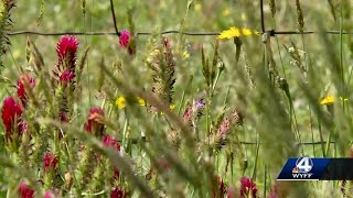 Upstate Gardener Has Deep South Carolina Roots