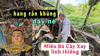 Rợn người hang Rắn khủng gốc cây linh thiêng tại Miễu Bà Cây Xay