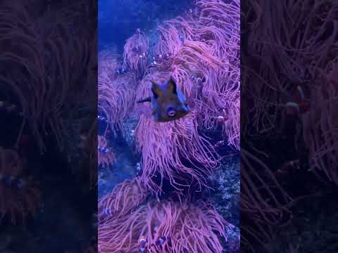Are scrawled cowfish poisonous?