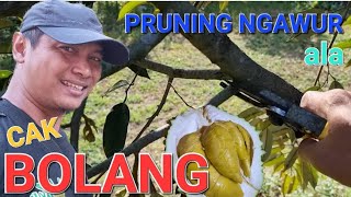 PENDAMPINGAN PETANI DURIAN || BOLANG AGRO MALANG #perawatan   #pruning #kebundurian