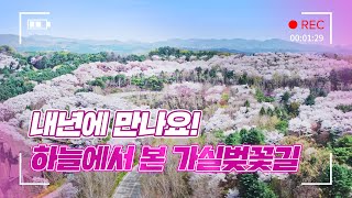 [에버랜드론] 내년 봄에 만나요! 랜선 벚꽃엔딩🌸 | 에버랜드 가실벚꽃길 스카이뷰 드론투어(Sky View Drone)