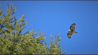 2020年秋タカの渡り　白樺峠9月30日タカの渡り