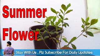 गंधराज के फूलों से महकायें अपनी बगिया /How to Grow Gandhraj Plant in pot /Mammal Bonsai गंधराज के फूलों से महकायें अपनी बगिया /How to Grow Gandhraj Plant in pot /Mammal Bonsai