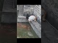 Funny Animal Videos | Cat Catches Fish From Pond #shorts