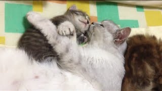 仔猫にキスする母猫 Mother cat to kiss kitten