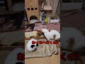 【バトル】猫の性格がはっきりとわかる動画です shorts