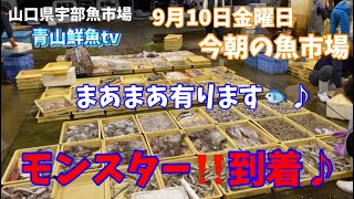 【魚市場】【まあまあ有ります🐟】【モンスター‼️到着♪】今朝の魚市場9月10日金曜日の水揚げ状況