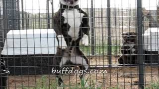 Bully American bulldog Rocky of buffdogs Workout