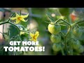 How to Hand-Pollinate TOMATO Flowers for Better Yields 🍅