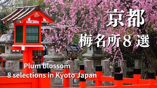 【京都・梅】梅の名所８選 京都観光 Plum blossom 8 selections in Kyoto Japan 京都旅行 写真撮影