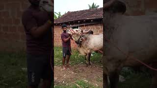 hangal suranga hori brother of hangal saranga 85 | aggressive pp hori habba hangal