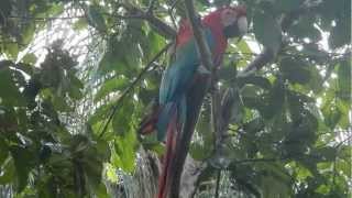 05 Espécies: Aves do Cerrado Encontradas na Trilha Ribeirinha: Um Show de Biodiversidade Brasileira