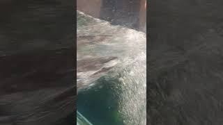 #ショート動画 　宮島水族館