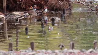 2018/03/09 山田池公園の野鳥撮影 オシドリ\u0026トモエガモ　2/2