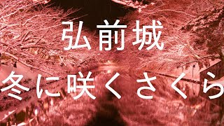 【弘前城】冬に咲くさくらライトアップ 弘前公園【青森県弘前市】4K60P