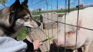 Kakoa can't contain her excitement meeting mini pig!!