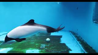 仙台うみの杜水族館・イロワケイルカ