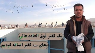 یک کفتر فوق العاده عالی بجای سه کفتر اضافه کردیم/0165/Afghan Shawqi