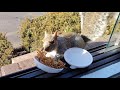 Squirrels' reactions to dry mealworms