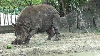 【東山動植物園公式】インドサイとスイカ 《 インドサイ 　サイ 》