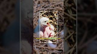Guess what national symbol this downy eagle chick will become? #shorts