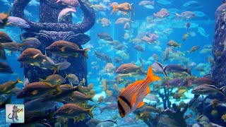 Breathtaking Aquarium Fish 🐠 Relaxing Music for Sleep, Study & Meditation