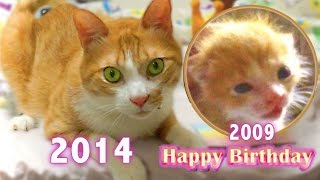 茶トラの子猫を保護〜（感動！5年間の記録）茶トラ猫 ｢マック｣・・・Happy Birthday, 5 years memory of Mac -