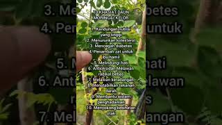 Khasiat Daun Moringa Rugi Kalau Tak Tahu #moringa #drnoordindarus #pokokmoringa #moringaleaves