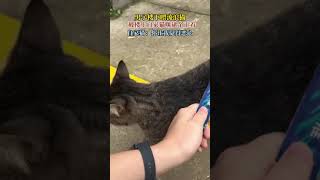 男子楼下喂流浪猫，被楼上自家猫咪逮个正着，猫咪的表情亮了。 #猫咪 #日常