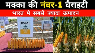 PIONEER P3401 Corn Variety | Makka Ki Sabse Best वैरायटी | मक्का की खेती |