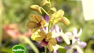 Potential scope of commercial Orchid cultivation