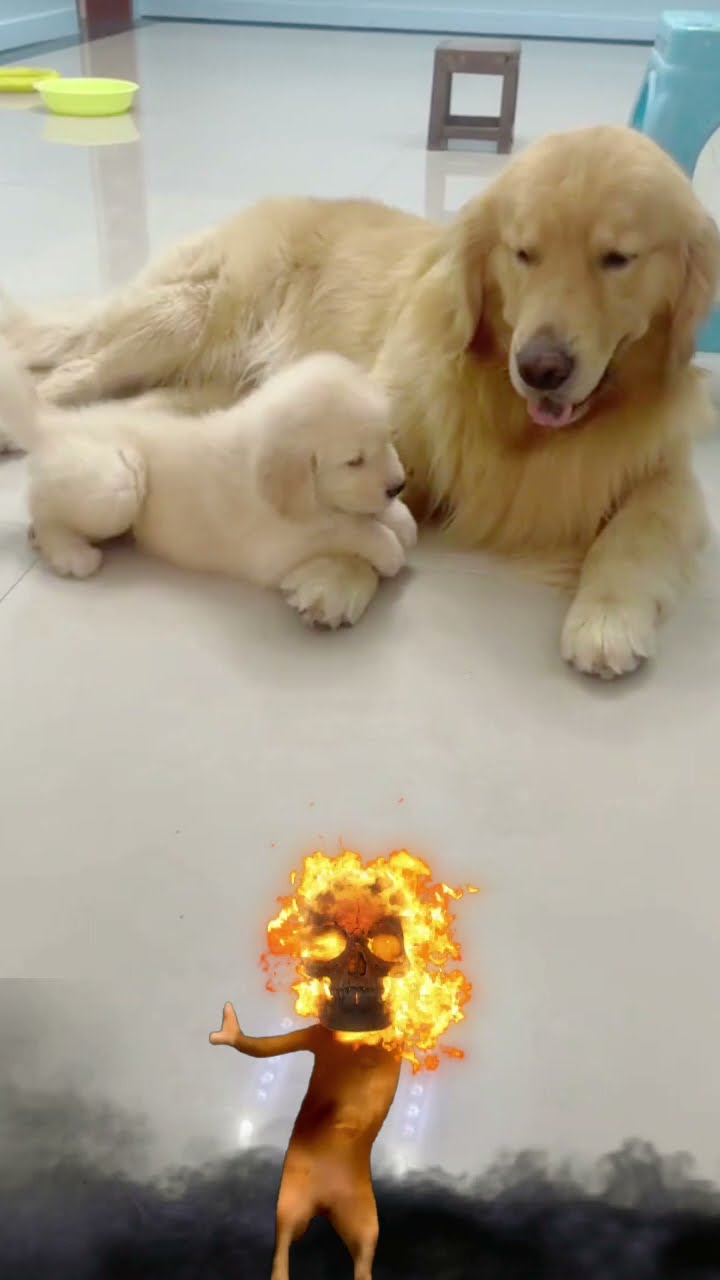 Cute Dog Youtube