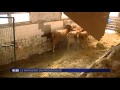 Mag du pays basque -Bétiso : la vache transfrontalière du Pays basque