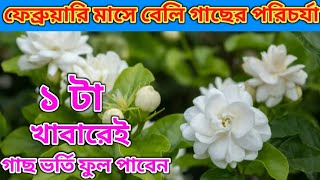 ফেব্রুয়ারি মাসে বেলি গাছের বেস্ট খাবার ও ভিটামিন, এই খাবারটা দিলেই গাছ ভর্তি ফুল হবে||